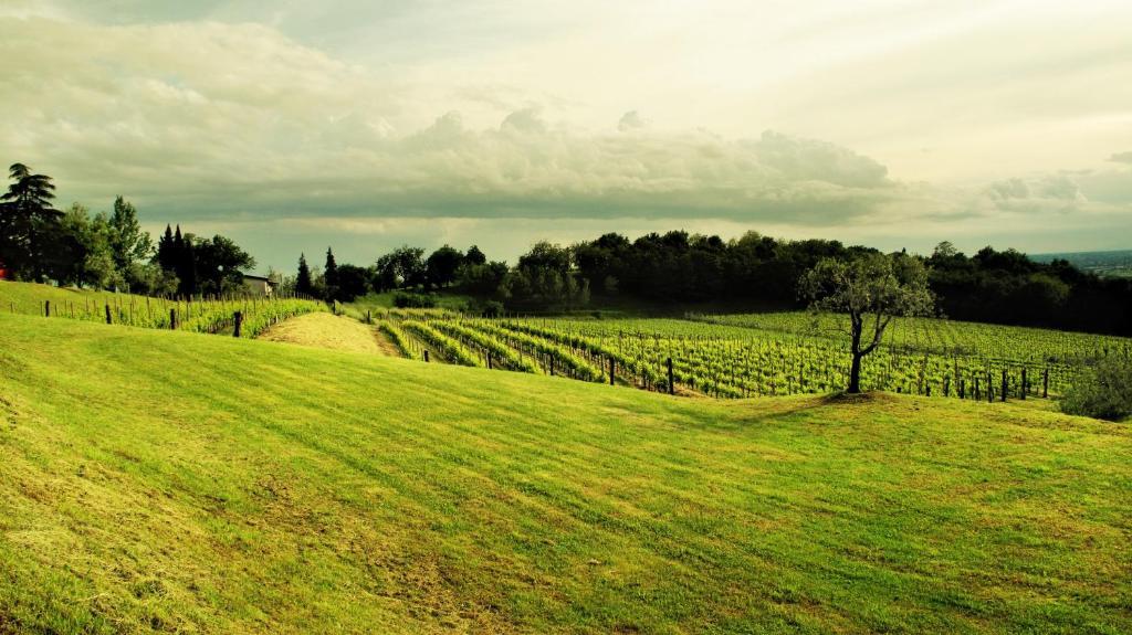 Agriturismo L'Uva E Le Stelle Faedis Dış mekan fotoğraf