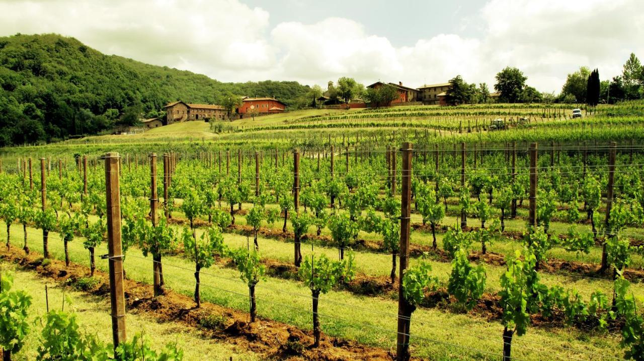 Agriturismo L'Uva E Le Stelle Faedis Dış mekan fotoğraf